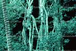 Rain Forest Trees, NDCV01P06_16