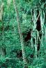 Rain Forest, NDCV01P06_17.1274