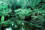 Rain Forest, Stream, babbeling brook, Ferns