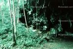 Rain Forest, Stream, Ferns, NDCV01P07_04