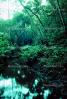 Rain Forest, Stream, babbeling brook, Ferns