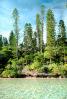 Tropical Pine Trees, Island, Coral Reef, NDCV01P07_13.1274