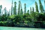 Tropical Pine Trees, Island, Coral Reef, NDCV01P07_14.1274