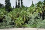 Tropical Pine Trees, Island, Coral Reef, NDCV01P09_19.1275