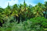 Tropical Pine Trees, Island, Coral Reef, NDCV01P10_01.1275