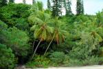 Palm Trees, Tropical Island