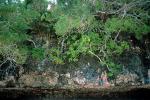 Tropical Pine Trees, Island, Coral Reef, NDCV01P11_09.1275