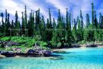 Tropical Pine Trees, Island, Coral Reef, Pacific Ocean, azure waters, NDCV01P11_16