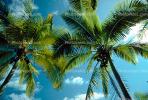 Palm Trees, Coconut, NDCV01P13_10.2566