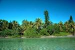 Tropical Pine Trees, Island, Coral Reef, Pacific Ocean, NDCV02P08_01.1275