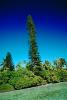 Tropical Pine Trees, Island, Coral Reef, Pacific Ocean, NDCV02P08_02.1275