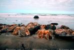 Moeraki Boulders, Koekohe Beach, Otago coast, round rocks, NDNV01P02_14.1277