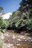 river, stream, rainforest, ferns, NDNV01P11_12