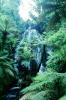 Ferns, Rainforest, Waterfall, Vegitation, Rotorua, NDNV01P13_09