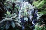 Ferns, Rainforest, Waterfall, Vegetation, Rotorua, NDNV01P13_10