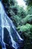 Waterfall, Ferns, Rainforest, Vegetation, Rotorua, NDNV01P13_12