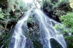 Waterfall, Ferns, Rainforest, Vegetation, Rotorua, NDNV01P13_14