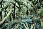Ferns, rainforest