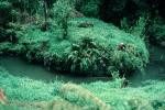 Rainforest, Stream