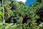 Trees, Rainforest, Island of Tahiti, NDPV01P03_10
