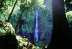 Waterfall, Rain Forest, Island of Tahiti, NDPV01P03_14