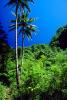 Palm Trees, Island of Tahiti, NDPV01P04_04