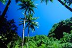Palm Trees, Island of Tahiti