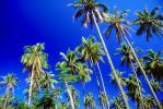 Palm Trees, Island of Tahiti, NDPV01P04_06