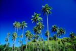Palm Trees, Island of Tahiti, NDPV01P04_07