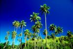 Palm Trees, Island of Tahiti, NDPV01P04_07B
