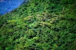 Island of Tahiti, Rain Forest