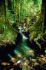 Jungle, Stream, Trees, Forest, Rainforest