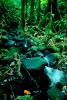 Jungle, Stream, Trees, Forest, Rainforest, Stones, Moss, NDPV02P04_11.0675