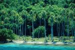 Palm Trees, Beach, Ocean, Water, Island of Bora Bora, Rain Forest