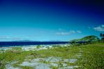 Beach, shore plants, Island of Bora Bora, NDPV02P07_18.0676