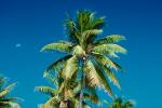 Palm Trees, NDPV02P08_12.0676