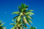 Palm Trees, NDPV02P08_12