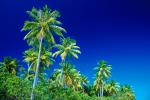 Palm Trees, Bora Bora, NDPV02P09_01.0676