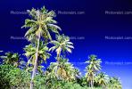 Palm Trees, Bora Bora, NDPV02P09_02