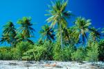 Palm Trees, Bora Bora, NDPV02P09_03.0676