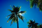 Palm Trees, Bora Bora, NDPV02P09_05.0676