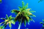 Palm Trees, Bora Bora, NDPV02P09_12.0676