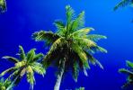 Palm Trees, Bora Bora, NDPV02P09_12
