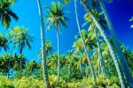 Palm Trees, Bora Bora, NDPV02P09_13.0676