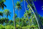 Palm Trees, Bora Bora, NDPV02P09_13