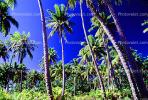 Palm Trees, Bora Bora, NDPV02P09_14