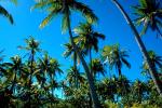 Palm Trees, Bora Bora, NDPV02P09_15.0676