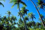 Palm Trees, Bora Bora, NDPV02P09_15