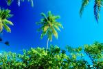 Palm Trees, Bora Bora, NDPV02P09_18.0676