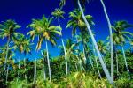 Palm Trees, Bora Bora, NDPV02P10_02.0676